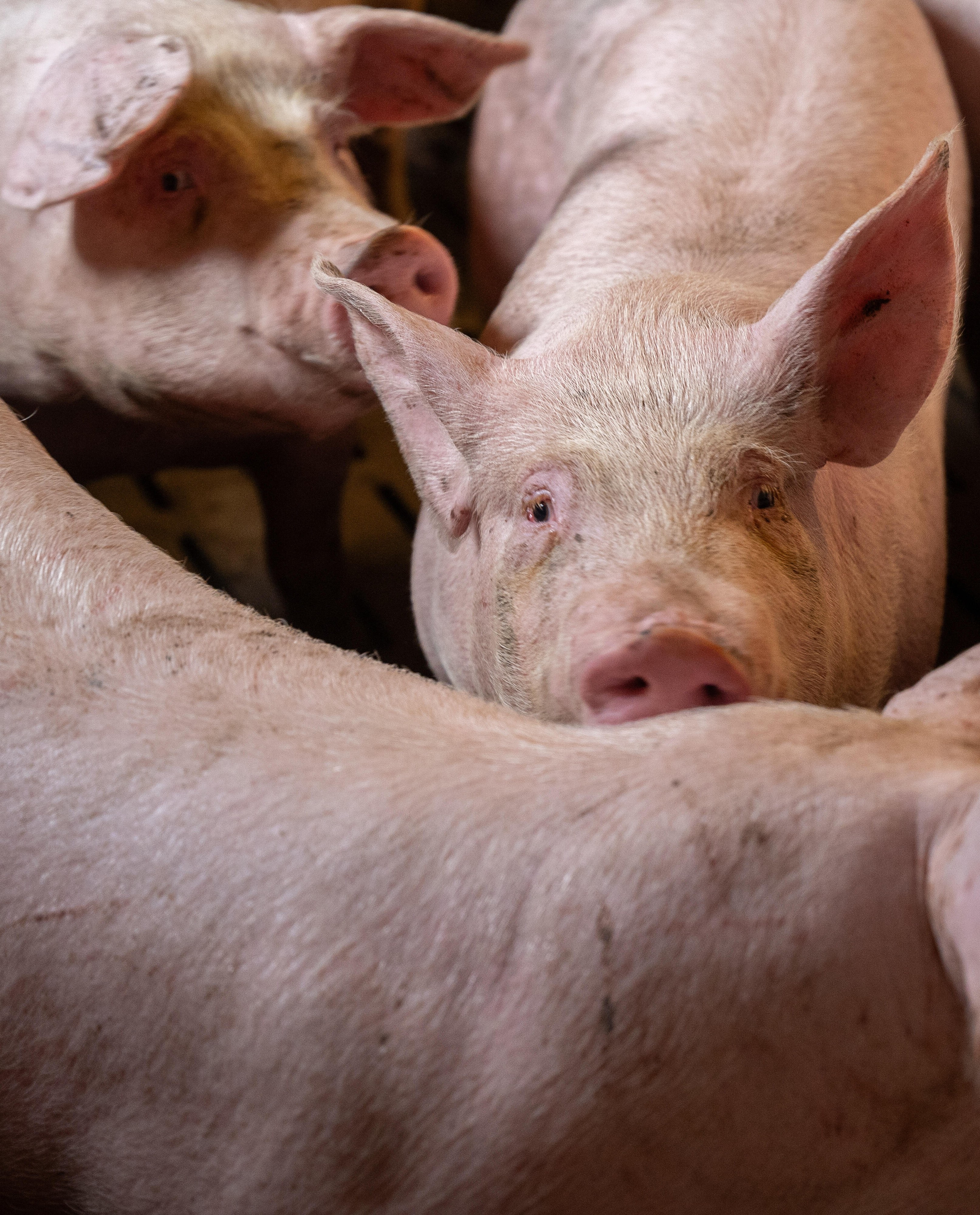 porc paysan breton